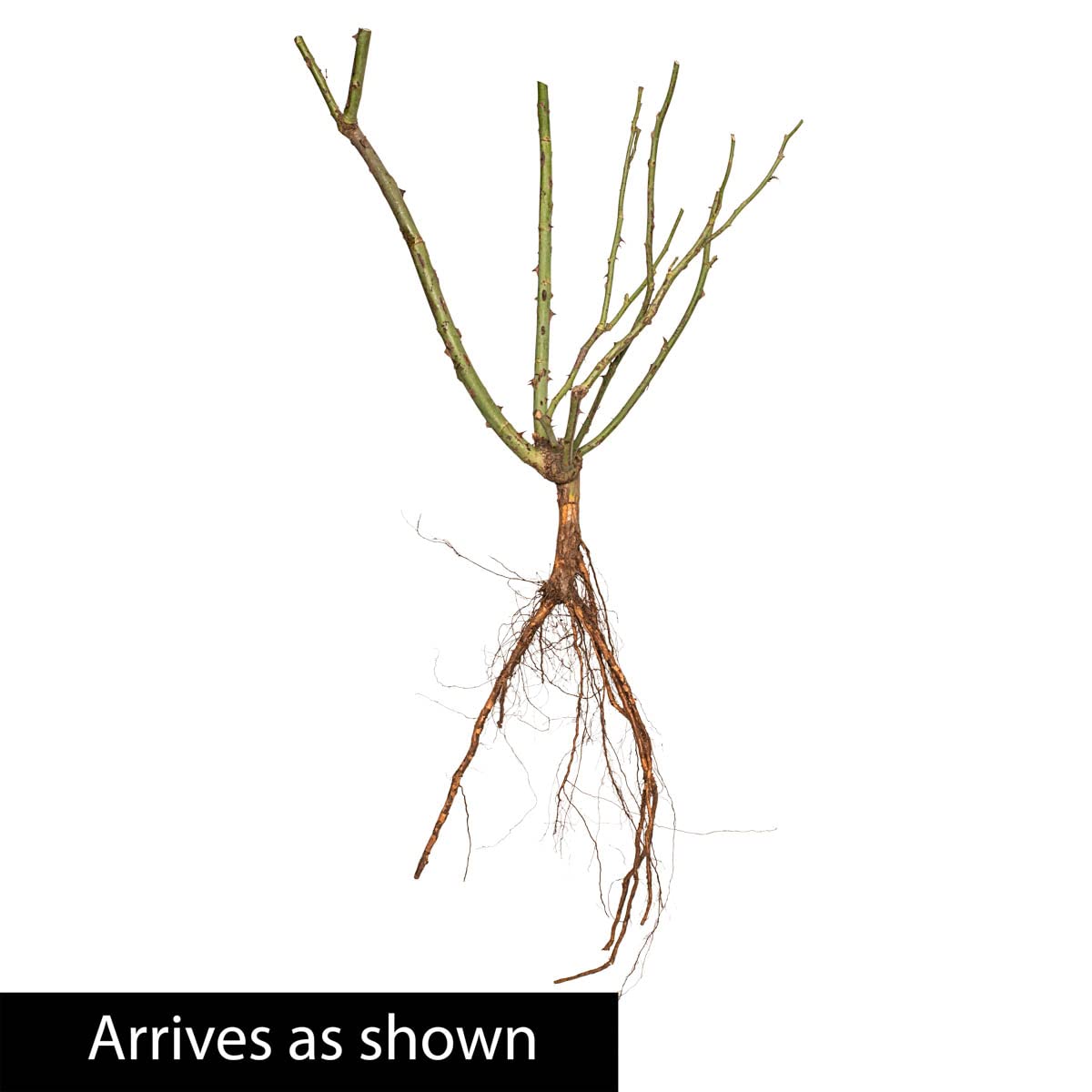 BRECK'S - Julia Child Dormant Bare Root Floribunda Rose, Includes one Plant per Order