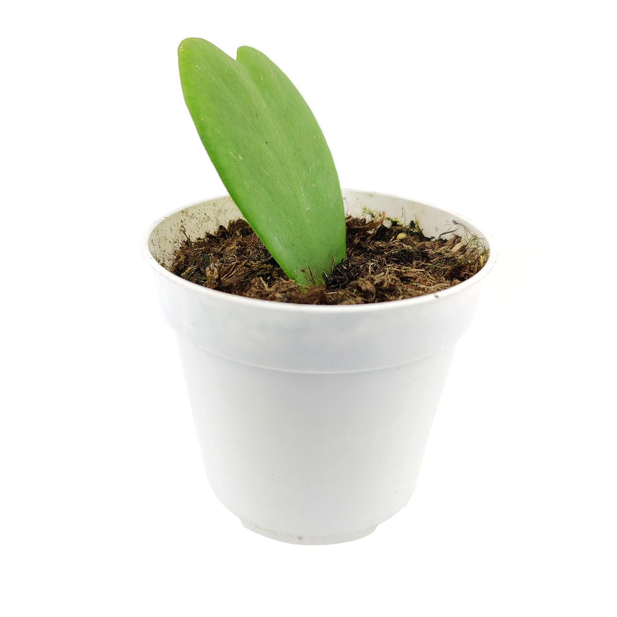 Hoya Kerrii Heart (2" Grower Pot) - Sweetheart or Valentine Hoya - Heart Shaped Leaf Houseplant - Live Healthy Houseplant for Home Office Decoration