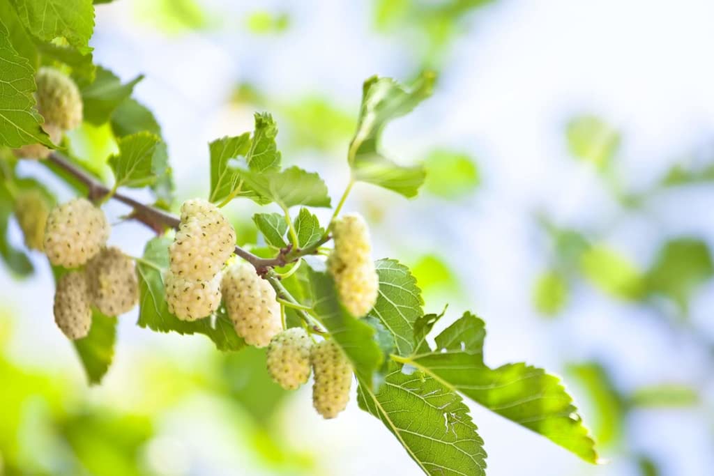 Starter Live Plants of White Mulberry Tree (Morus Alba) - Beautiful All Year Round - USDA Zones 4 to 8 (3 Plants)