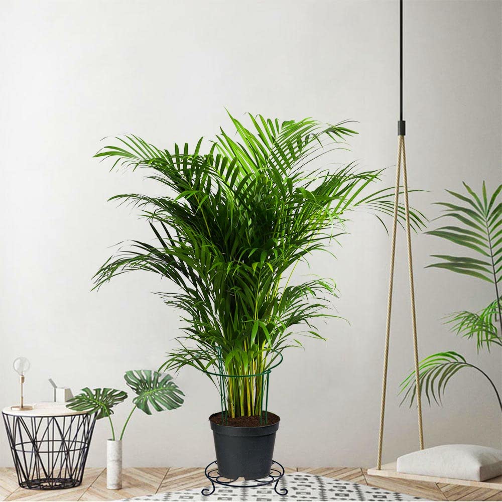 6 Pack 24 Inch High Plant Stake,Garden Plant Support,Half-Round Peony Cage Plant Ring Hoop