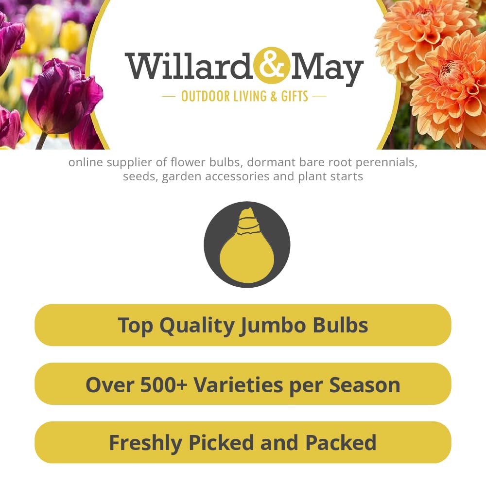 First Frost Hosta Flower Root - Grows Great in Shade - Grows Well in Containers - Perennializing - Easy to Grow Live Plants - Outdoor Garden