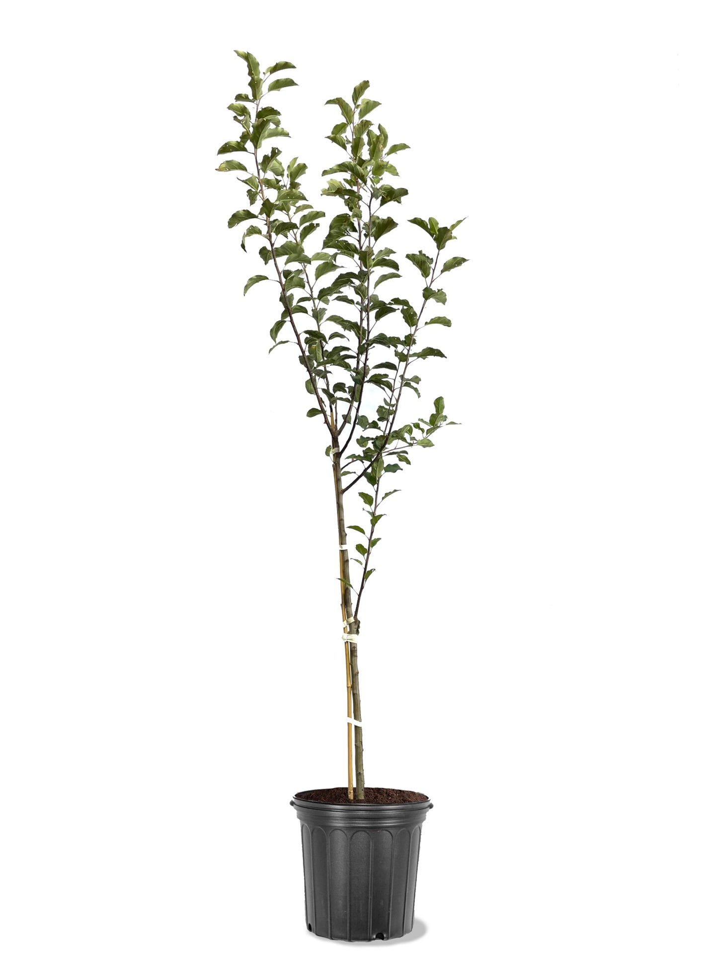 American Plant Exchange Apple Tree 'Semi Dwarf Pink Lady' – Live Fruit-Bearing Plant, 5-Gallon Pot, Cold-Hardy, for Home Orchards, Backyard Gardens & Edible Landscapes