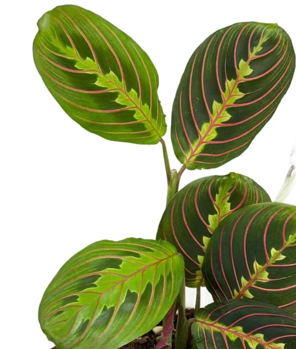 Hopewind Plants Shop, Red Prayer Plant, Red Maranta, Air Purifying, Pet-Friendly, Gorgeous Live Indoor Plant, Easy to Care and Rare Variety 4 inch Pot (Heat Pack Included)