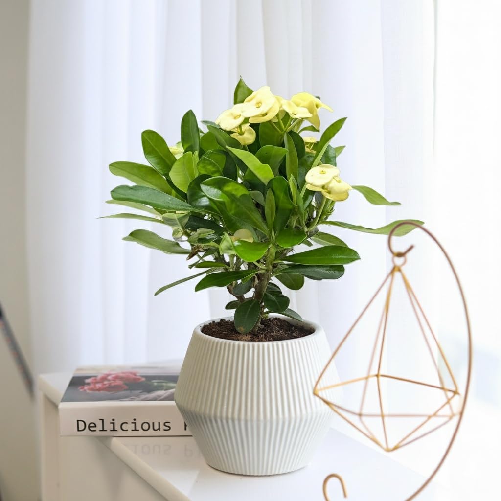Live Indoor Flowering Houseplants, Yellow Crown of Thorns in 4" Grower Pot, Easy Care Houseplants, Live Plants for Home and Office Decor
