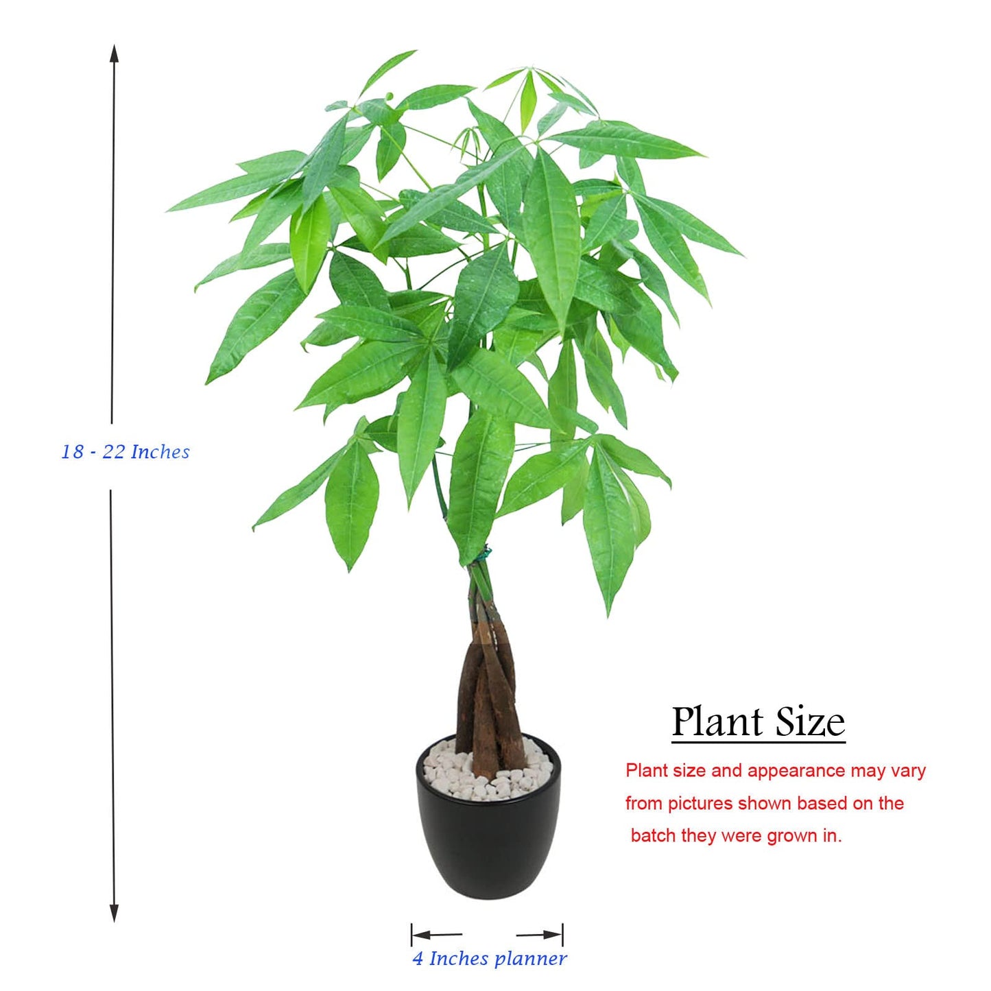Athena's Garden Money Tree Plant Indoor Live Plant Pachira Money Tree with Ceramic Planter 18 Inches Tall, Black Pot - White Rocks, Medium