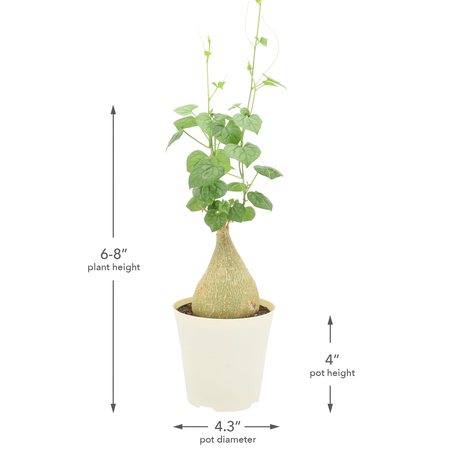 Arcadia Garden Products Live Gerrardanthus macrorhizus ‘Bigfoot’ Rare Indoor Houseplant in Plastic Pot, Tropical Plant Collector Gift for Home and Garden Decor, 4-inch, Beige