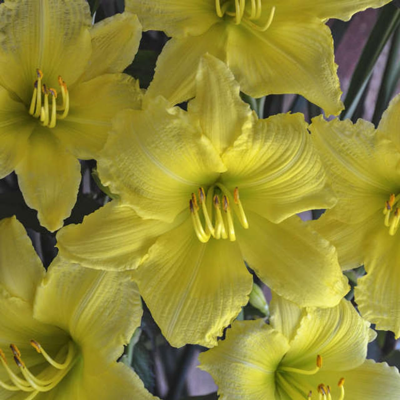 Votaniki Hemerocallis ‘Big Time Happy’ (Reblooming Daylily) Roots – Hardy Perennial & Fragrant Flowers for Summer Gardens | Long Blooming Daylily, Easy to Grow (8 Pack)