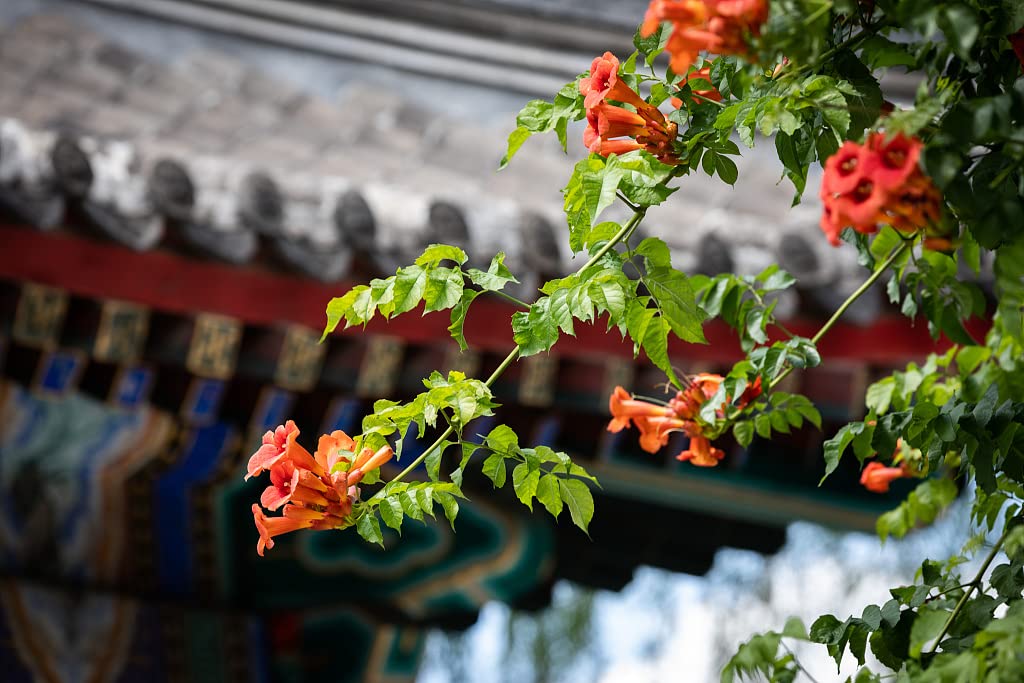 Trumpet Vine - Campsis radicans - 4" Pot with Root 100% Survival Guaranteed