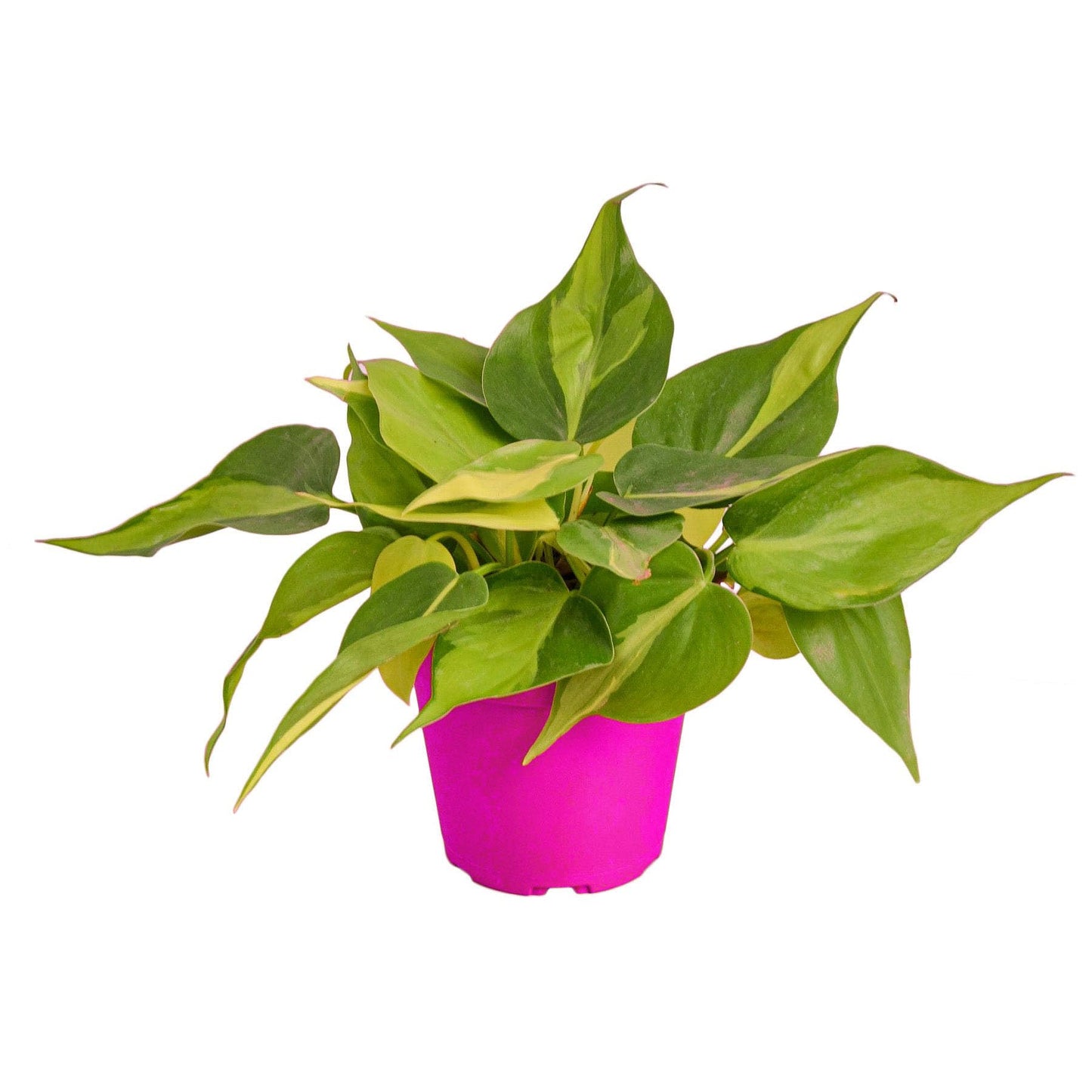 Philodendron 'Brasil' - 4" Pot in 4in Pot - Live Tropical Houseplant - Easy to Grow | Air Purifying | Variegated | USA Growers | The Snobby Leaf