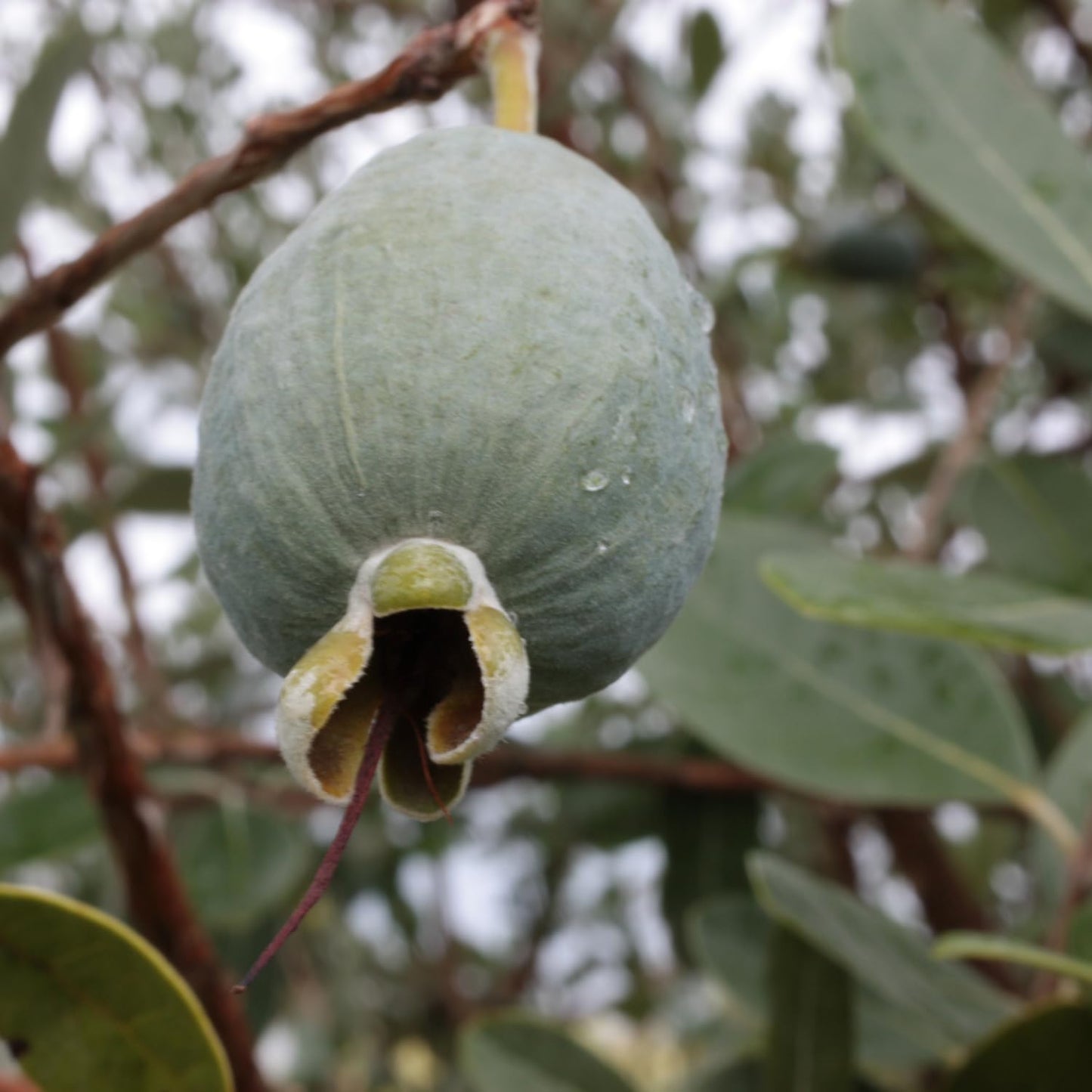 2 Pineapple Guava Trees, Guava Plant Live for Planting Outdoor, Fruit Tree Plant from 5 Inc Long