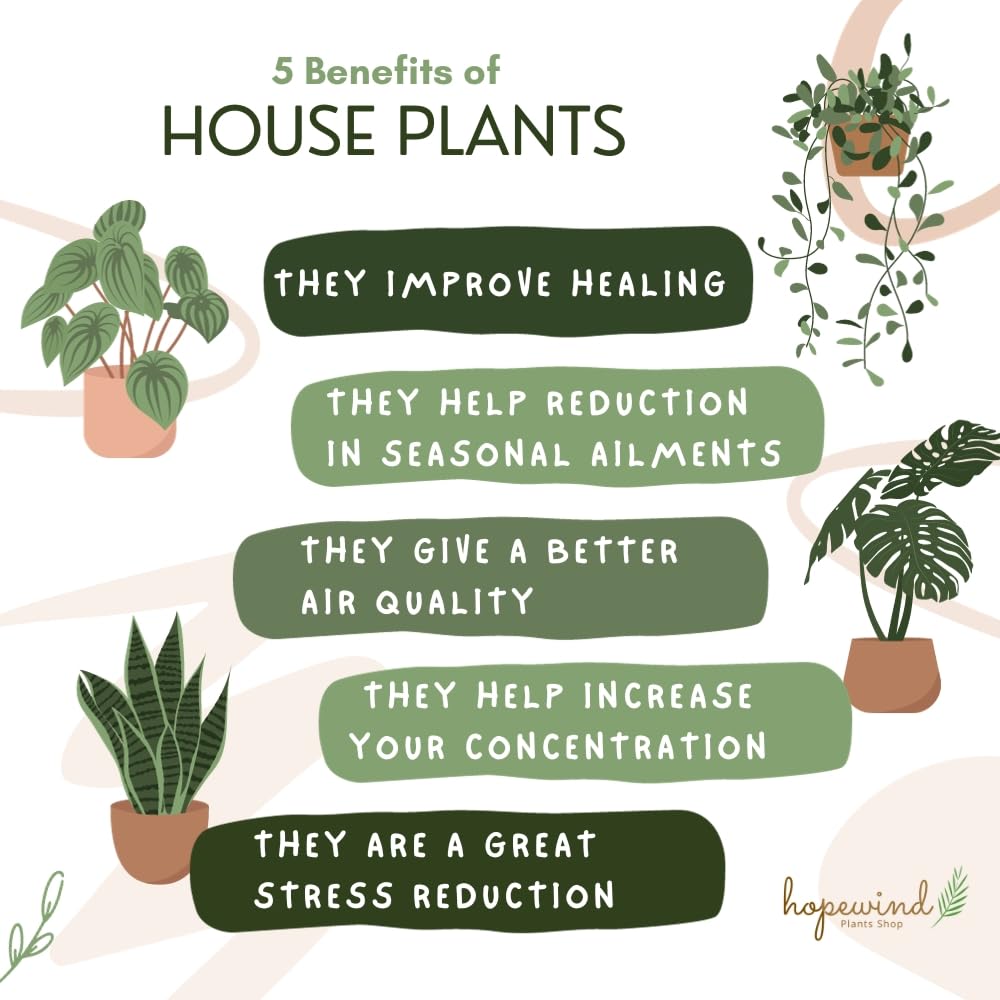 Calathea Burle Marx, Fishbone Prayer Plant, Unique and Easy to Care Live Indoor Plant, 4 inch Pot - Hopewind Plants Shop