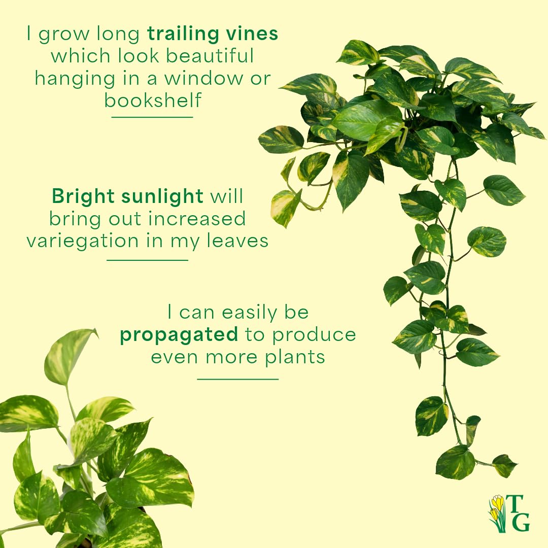 Thorsen's Greenhouse Golden Pothos, Live Indoor Vining Plant, Easy to Grow, Variegated Houseplant, Natural Air Purifier (Sage, 4-inch Pot)