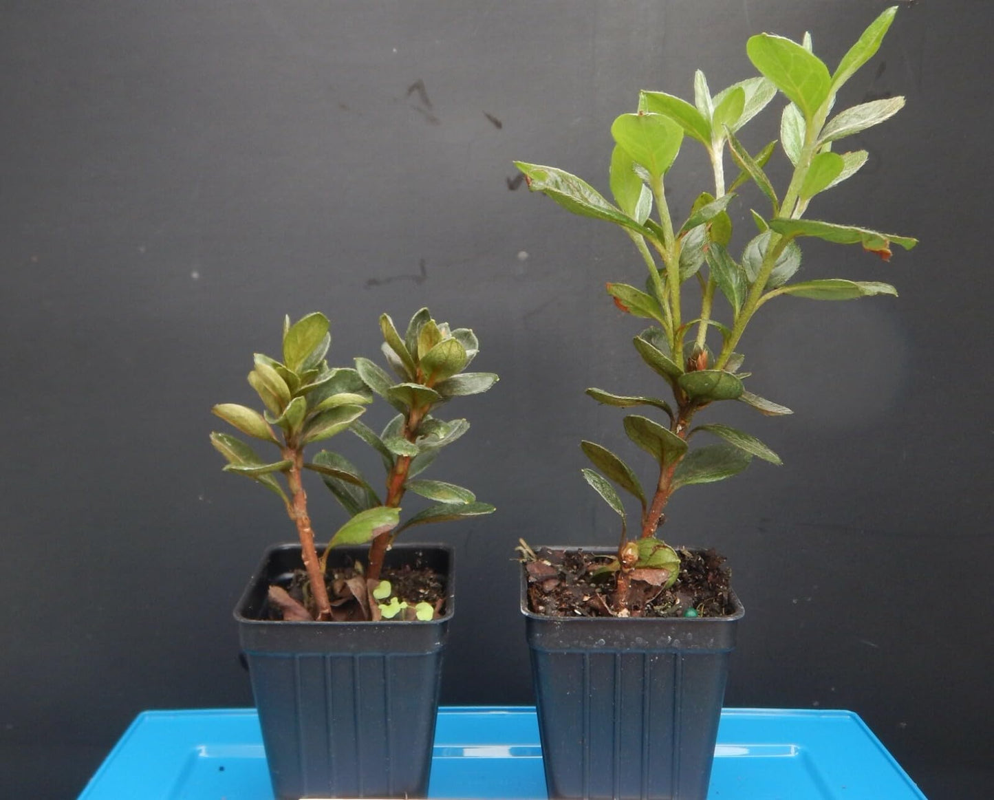 Live Plant - Delaware Valley White Azalea Rhododendron Deciduous Starter Plant