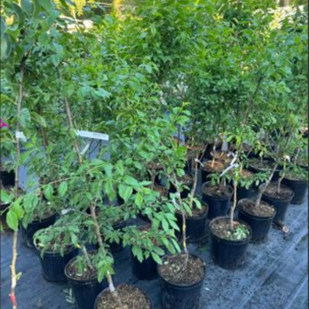 Methley Plum Tree Live Plant 2 to 3 Feet Height, in 3 Gallon Pot, Grafted Plum Plant Live to Grow Outdoor, Sweet Plum Fruit Tree, No Ship to CA
