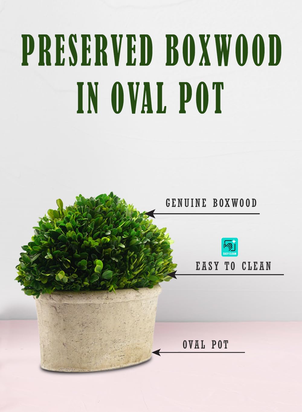 Serene Spaces Living Preserved Boxwood Oval Topiary in a Pot, Boxwood in Planters, Preserved Plant for Boxwood Table Decor, Centerpiece, Measures 12.5" Tall, 7.5" Wide & 14" Long