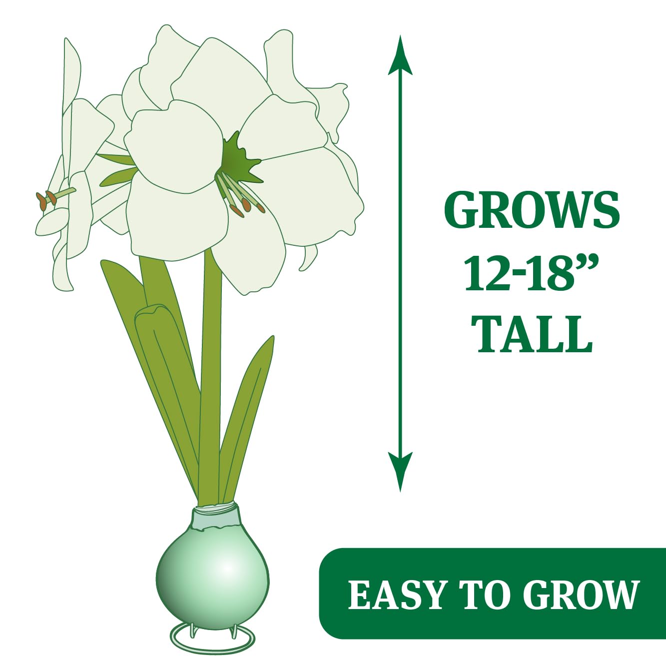 Red Waxed Amaryllis Flower Collection, No Water Needed (Pack of 3)