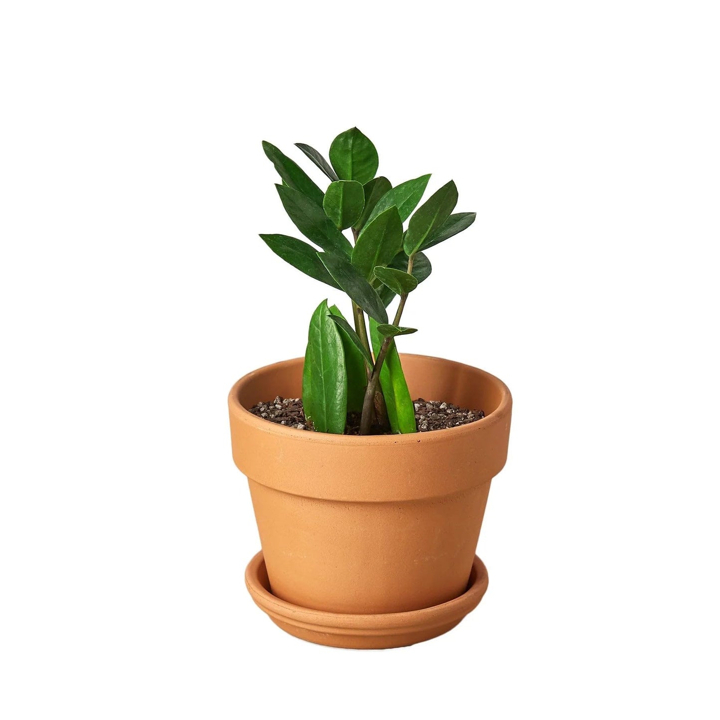 2 Pack Zamioculcas Zamiifolia ZZ in 4in Pot - Live Plants Tropical Houseplants | Variegated | USA Growers | The Snobby Leaf