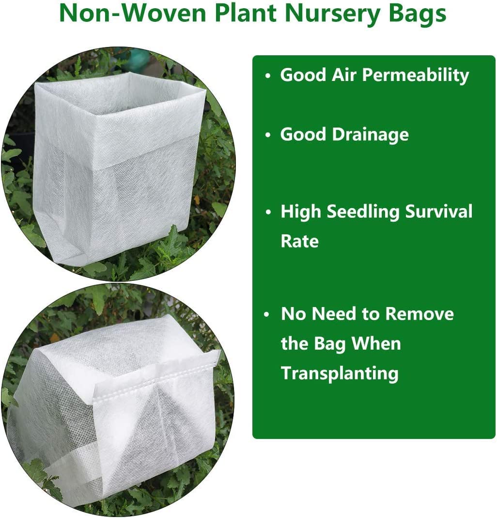 Unraveled Weeping Boxwood (Buxus) - Live Plant - (1 QT)