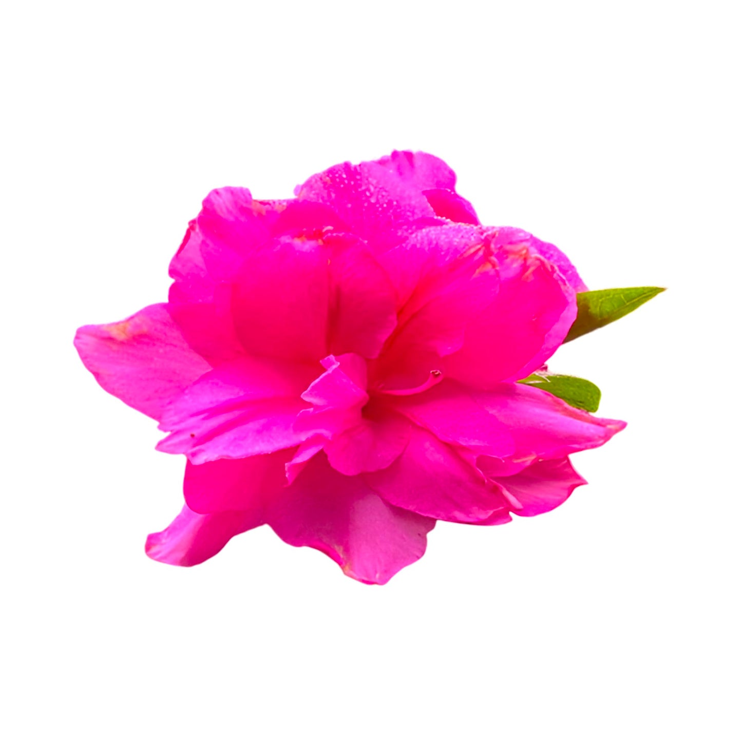 Autumn Carnation Pink Encore Azalea – Reblooming Evergreen Shrub with Double Pink Flowers, Hardy Landscape and Container Plant (3 Gallon/Potted/Set of 2 Plants)