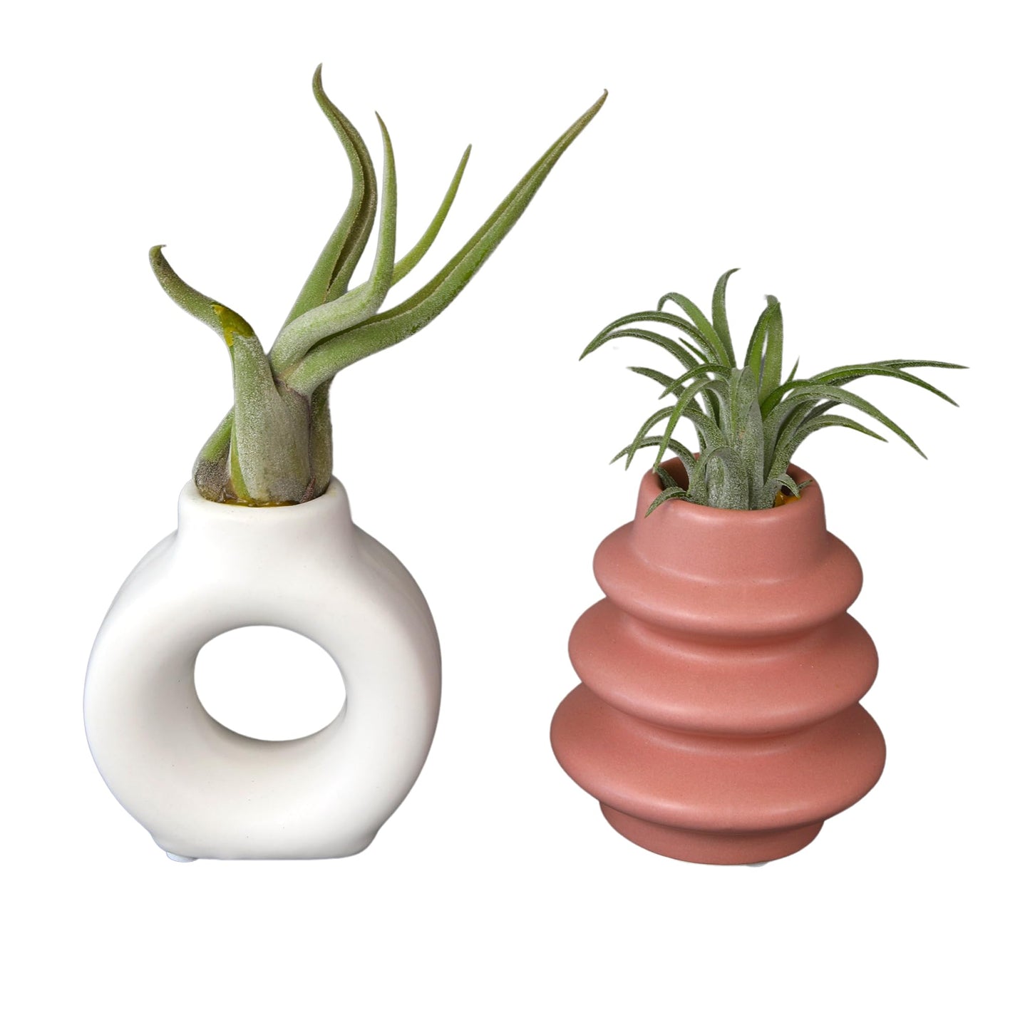Live Air Plants with Decorative White & Pink Air Plant Holder Duo (2-Pack), Easy Plant Gift, Non-Toxic & Pet Friendly Plants, Air Plants Live Plants in Small Plant Pots, Home Decor by Plants for Pets