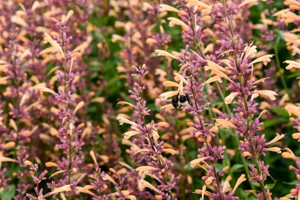 Proven Winners 0.65 Gal, Meant to Bee Queen Nectarine Anise Hyssop (Agastache), Live Plant, Peach Flowers, Pink, AGAPWP2017103