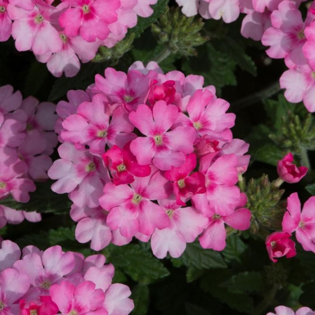Pack 4 Pink Perennial Verbena Plants, Pink Verbena Live Plants, Verbena Flower Trailing Plants Live for Planting, Pink Verbena Plants in Zones 7 to 11