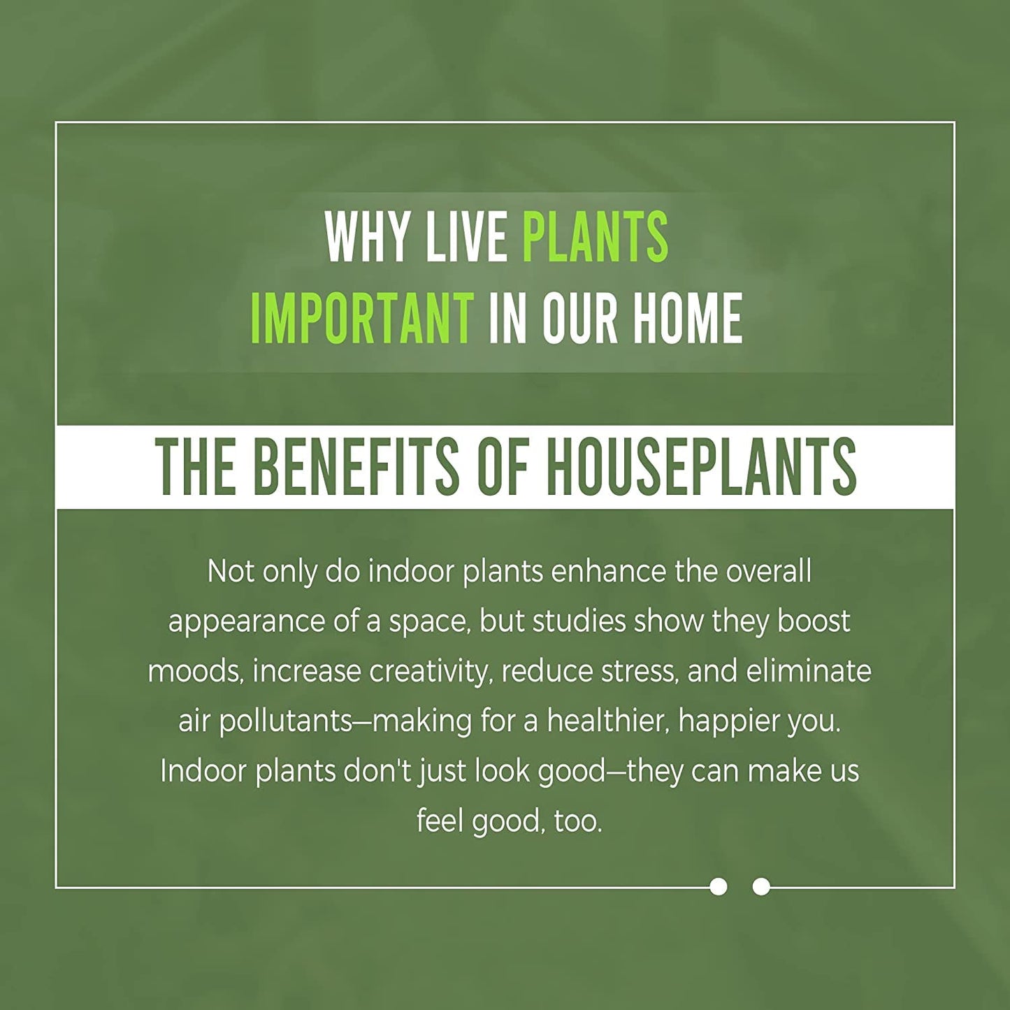 LEAL PLANTS ECUADOR Philodendron Lupinum (Pack of 2)| Beautiful Live Indoor Climbing Plant | Tropical Elephant Ear Foliage | Air-Purifying Houseplants for Lively Home Decor