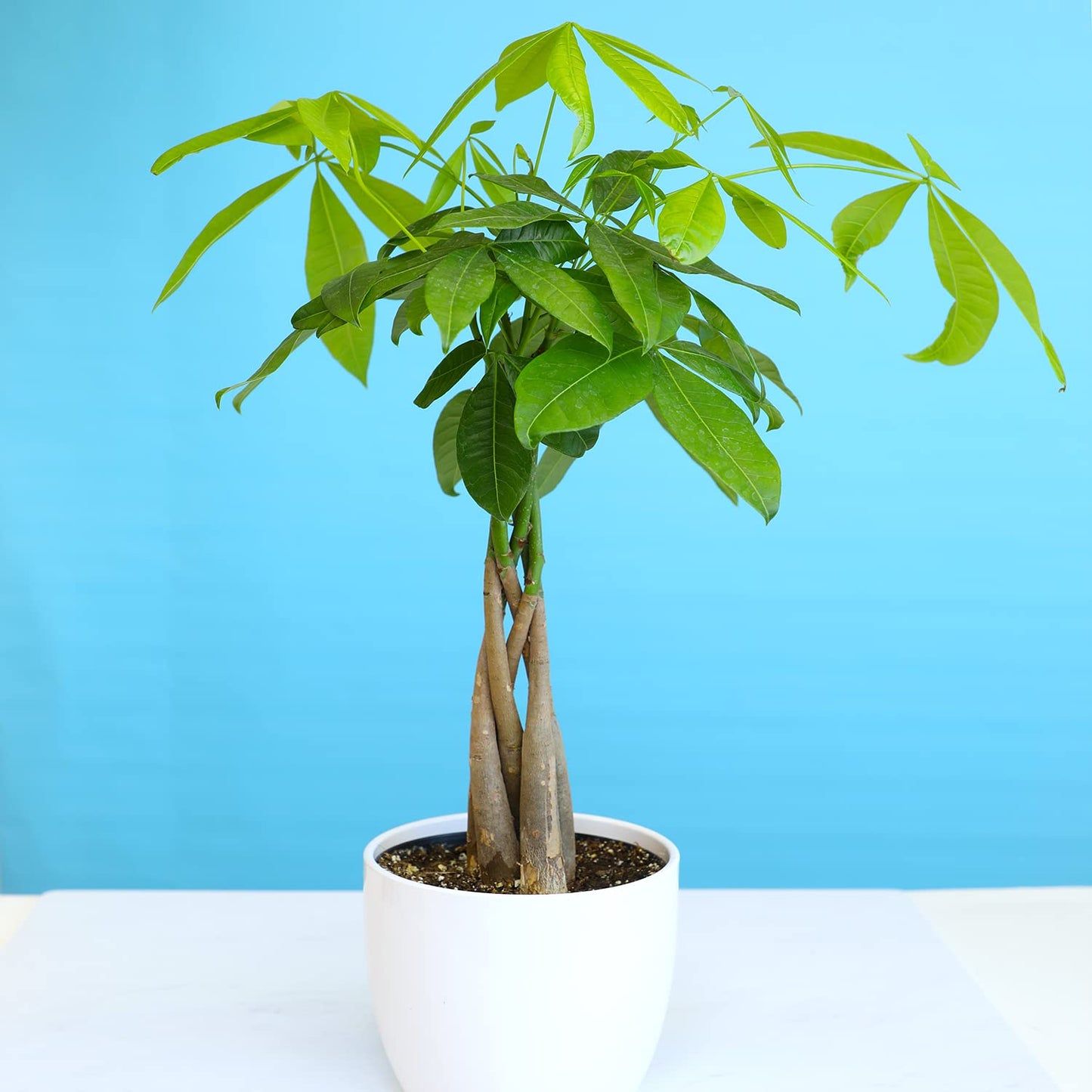 Calathea Prayer Plants Live House Plants Kit (4 PK), Calathea Plant Live Indoor Plant & Money Tree Plant Indoor House Plants, Chinese Money Plant Decor, Bonsai Tree Feng Shui Décor