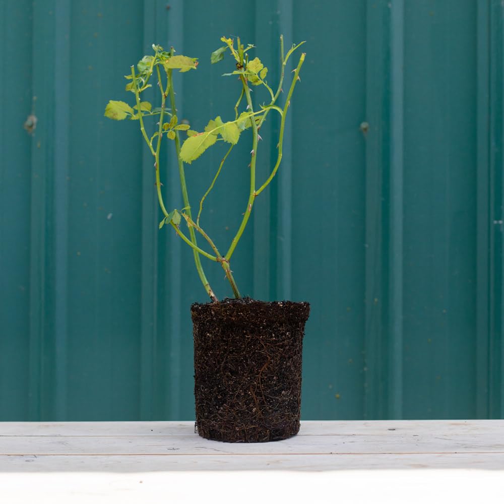 Heirloom Roses Rose Plant - Sand Castle Yellow Rose Bush, Hybrid Tea Live Plant for Planting Outdoors