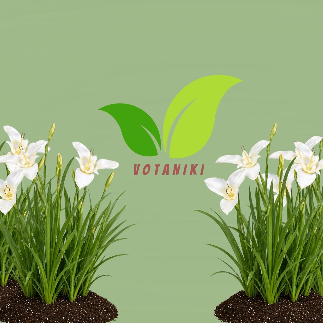 Votaniki Tigridia Pavonia Alba Immaculata Bulbs White Mexican Shell Flower Summer Bloom Garden Plants Cut Flower Use Sun to Part Sun Outdoor Planting (Pack of 25)