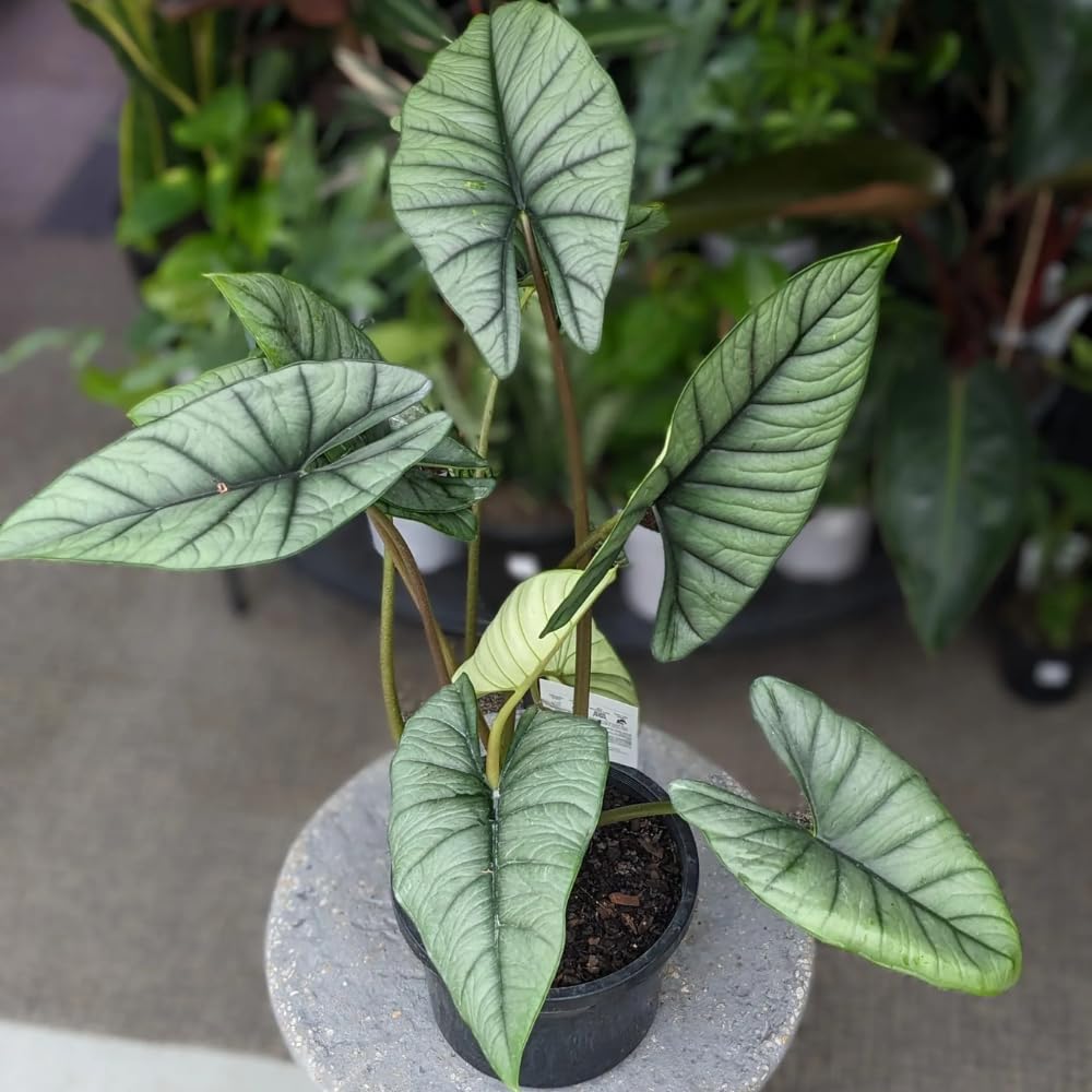 Alocasia Live Plant, Tropical Plant for Gift or Home Office Decor, Air Purifying, Rare Alocasia Plant Indoor from 2 to 4 Inches Tall (Silver)