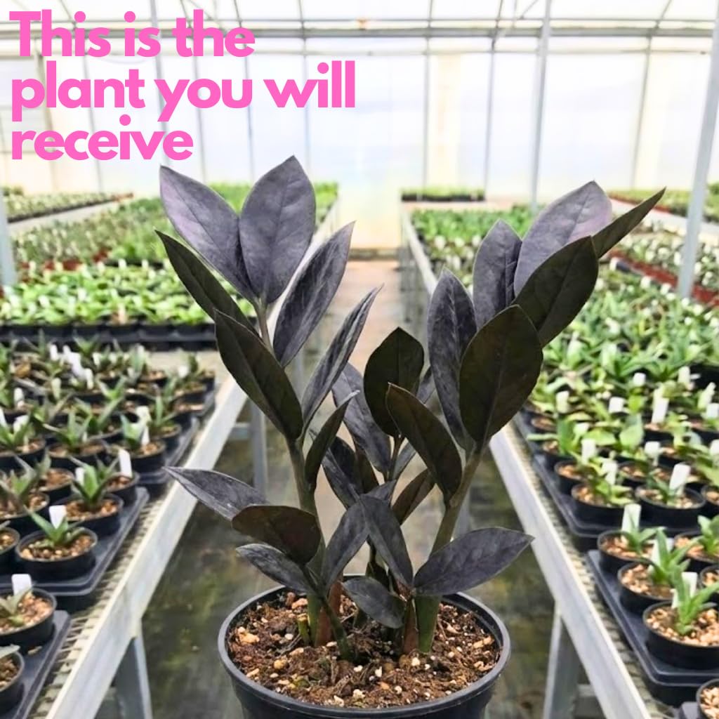 Black ZZ Plant Live in 6 Inch Pot | ZZ Plants Live House Plants with Rich Dark Leaves | Low-Maintenance Indoor Plant with Striking Dark Foliage | Perfect for Desks, Shelves & Living Spaces.