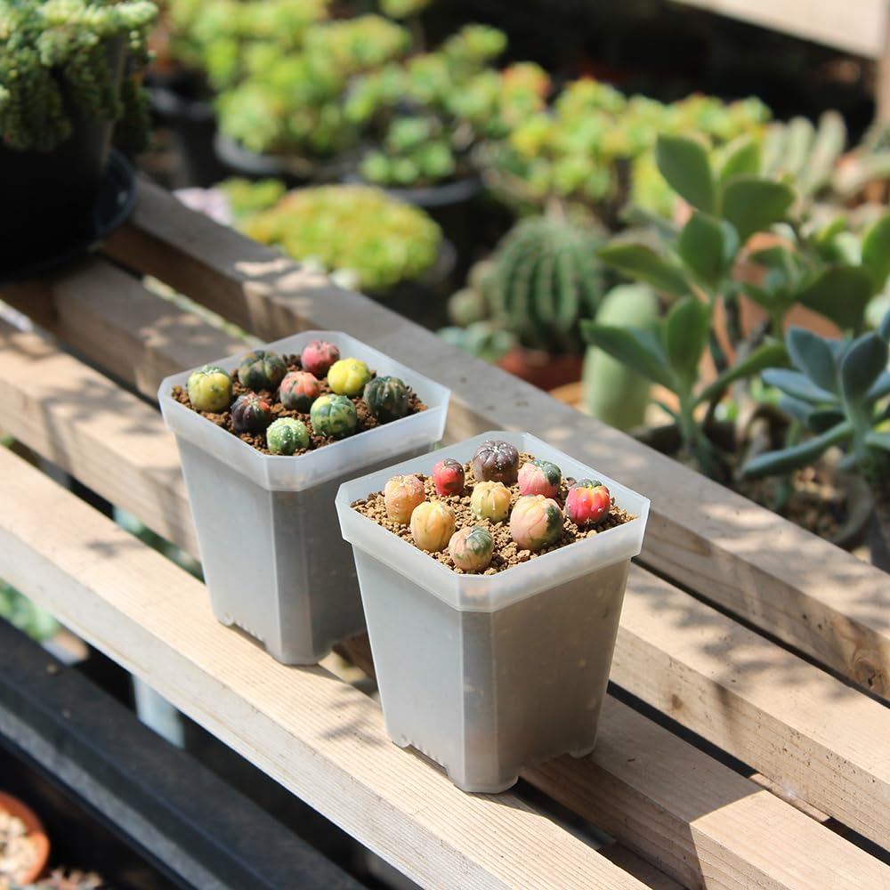 BangQiao 120 Pack Small 2.70 Inch Clear Plastic Square Nursery and Seedling Pot Container, Seed Starting Transplant Planter with Drain Hole for Germination