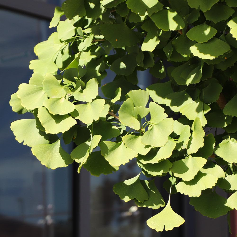 Brighter Blooms - Ginkgo Tree, 3-4 ft. - No Shipping to AK, AZ, HI, OR