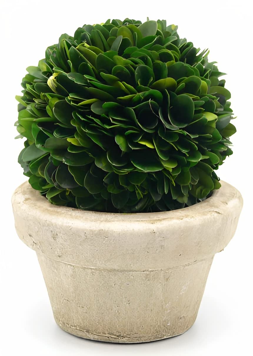 Serene Spaces Living Set of 12 Preserved Boxwood Ball with Small Pot – Boxwood in Planters, Preserved Plant for Boxwood Table Decor, Boxwood Centerpiece, Measures 5.5" Tall & 4" Diameter