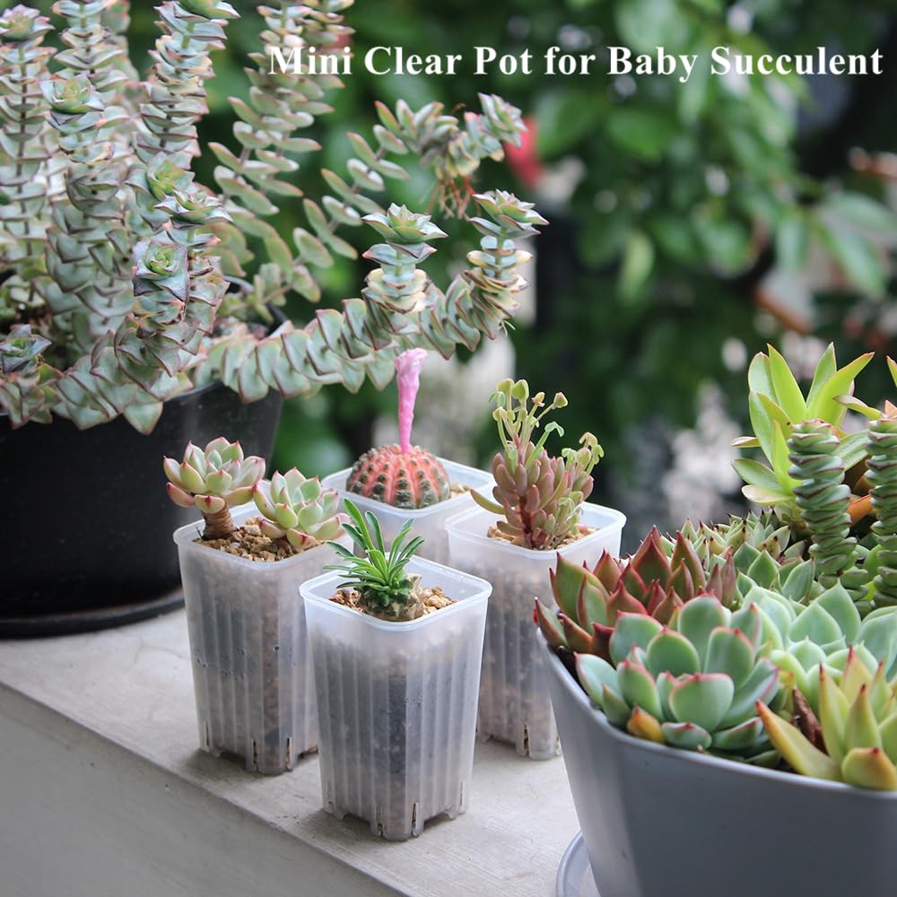 BangQiao 180 Pack 1.95 Inch Tiny Clear Plastic Square Nursery and Seedling Pot, Mini Deep Transplant Seed Starter Planter with Drain Hole for Germination, Herb, Succulent