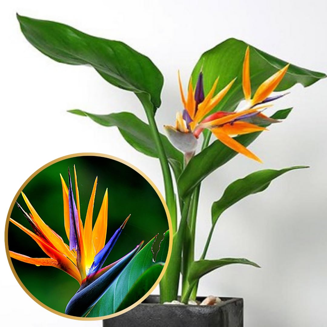 Orange Bird of Paradise Live Plants, Strelitzia Reginae Plants Tropical Perennial Blooming, 4-9 Inches Houseplant Decor Indoor Outdoor, No Pot