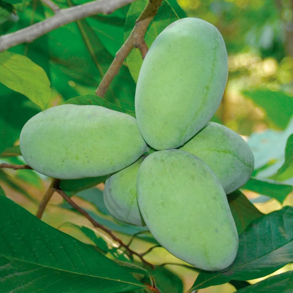 Live Pawpaw Tree 6-15 Inch Tall, Paw Paw Plant for Outdoor Planting, Quart Pot, Cold-Hardy Fruit Tree for Home Orchard