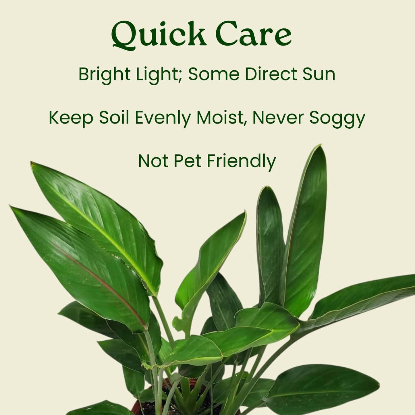Tropical Plants of Florida Bird of Paradise Live Plant Orange Flower with Heat Pack - 3 Gallon 30 to 36 Inch Tall Indoor Outdoor Tropical Foliage Plant