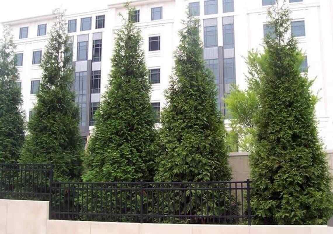 Live Plant - 30 Thuja Green Giant Arborvitae Trees/Shrubs, 6-12" Tall Live Plants, 2.5" Pots