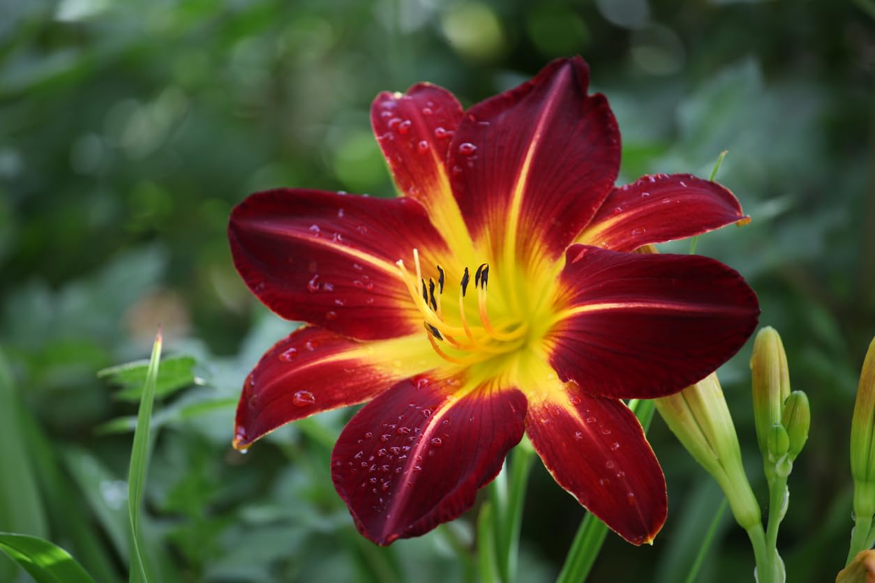 24 Pack - Daylilies by The Dozen, Easy to Grow, Growers Choice (24 Bareroots)