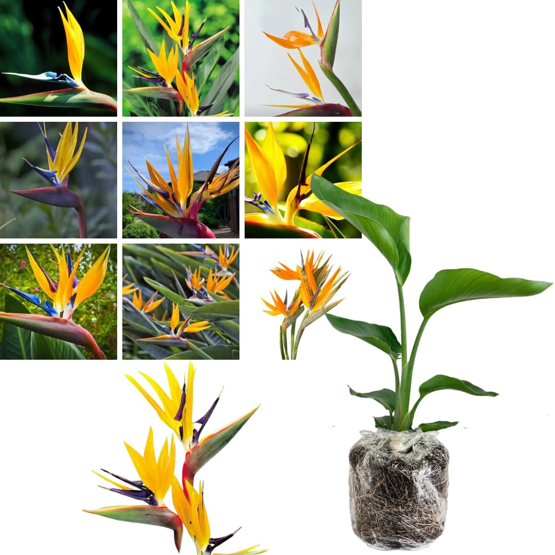 Bird of Paradise Plant Live, 5" to 12" Tall, Established Roots, Strelitzia Reginae Live Plant Houseplant Indoor Outdoor (Yellow)