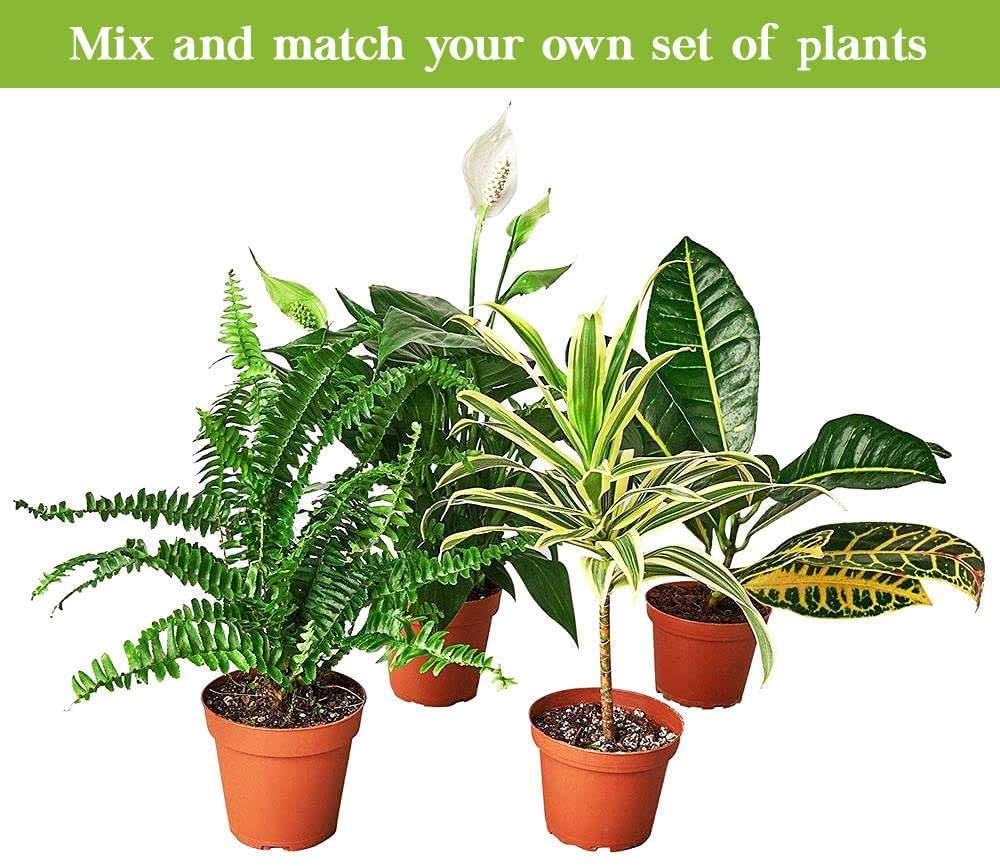 Ficus Elastica Tineke Live Plant for Indoor | Different Houseplants in 4'' & 6'' Pot | Real House Plant for Living Room, Office, Desk & Bathroom | Variegated Rubber Tree