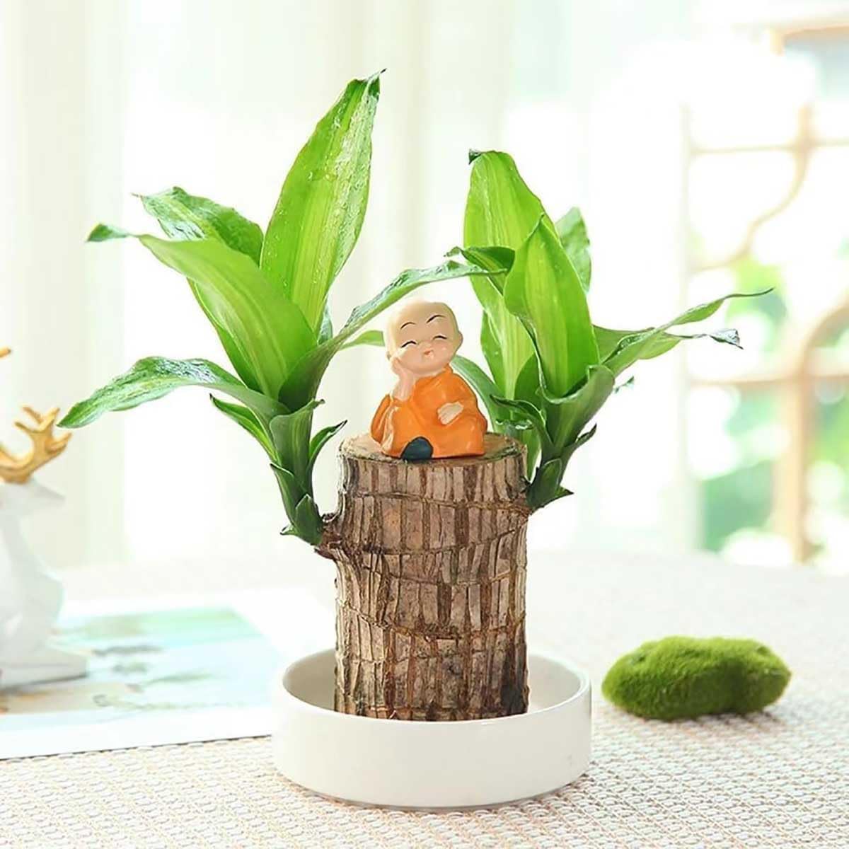 Brazilian Lucky Wood, Brazil's Lucky Tree Doesn't Need to Wait to Sprout, Hydroponic Stump for Purifying Indoor Air, Office Desk Decorations Plant Pot (B)