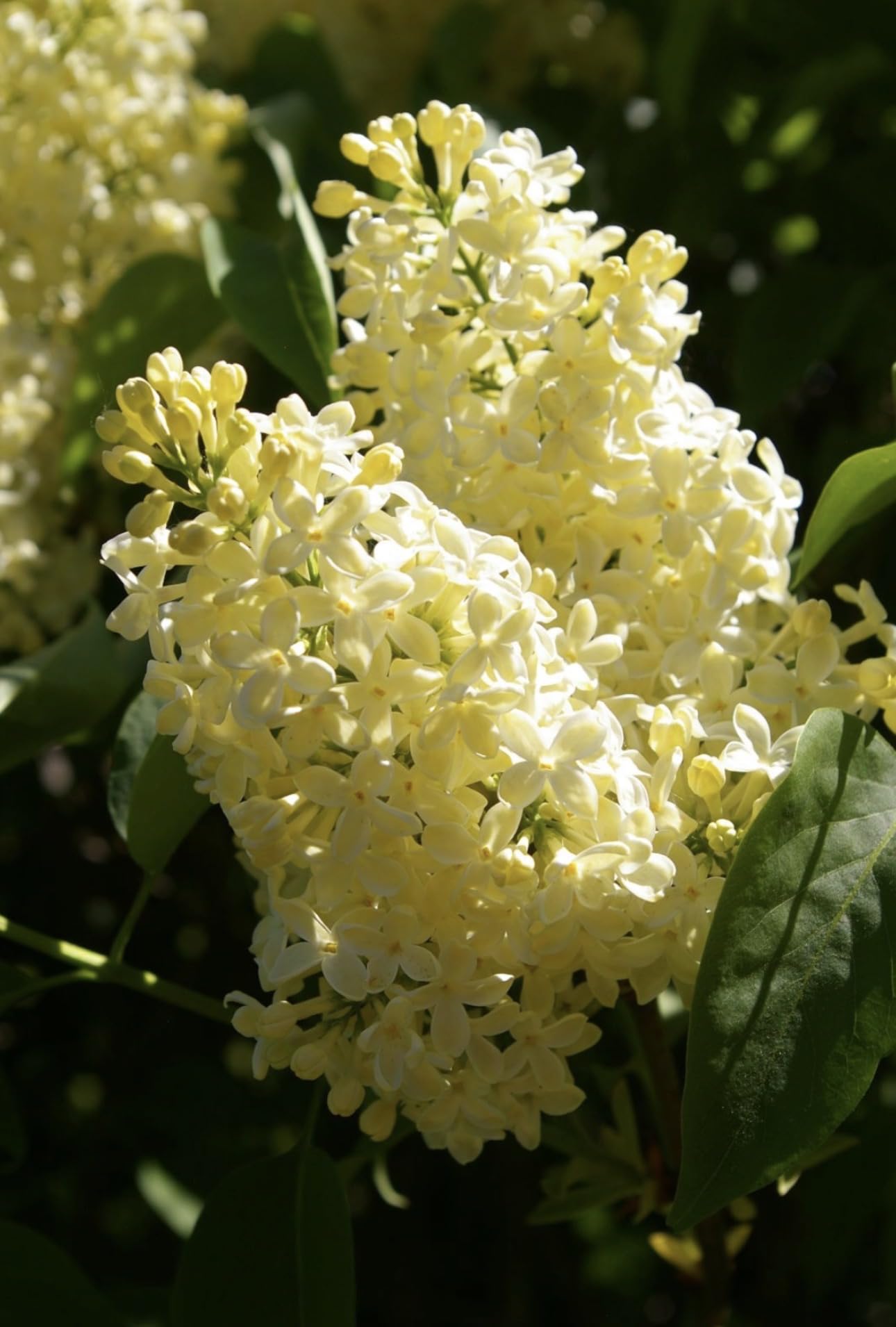Primrose Yellow French Lilac (Syringa) Live Plant ā Rare Yellow Lilac Shrub ā Fragrant Spring Flowers ā Cold Hardy Ornamental Bush ā Starter Plant