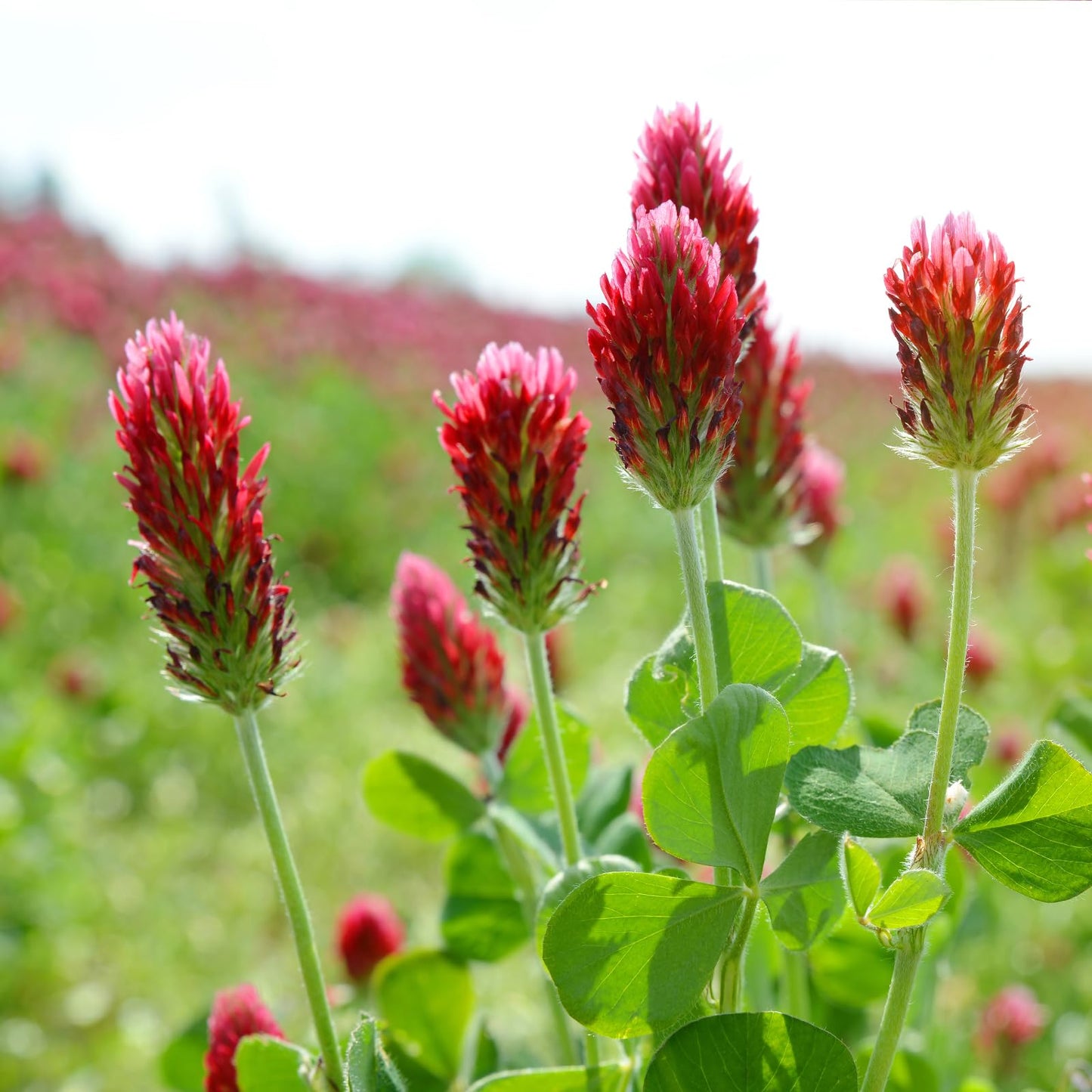 Groundio Crimson Clover Seeds, 5 lbs, Annual Red Clover Seeds for Lawn Alternative, Attracts Pollinators, Nitrocoated and Inoculated(Trifolium incarn)