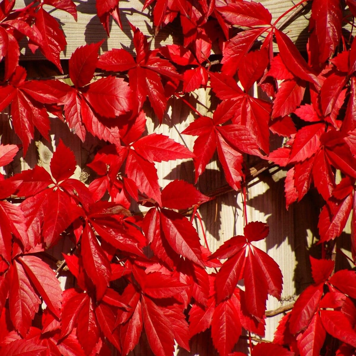 Virginia Creeper 1 Live Plant in 4" Pot for Planting | No Ship to California | Creeper Virginia Plant (Parthenocissus quinquefolia)