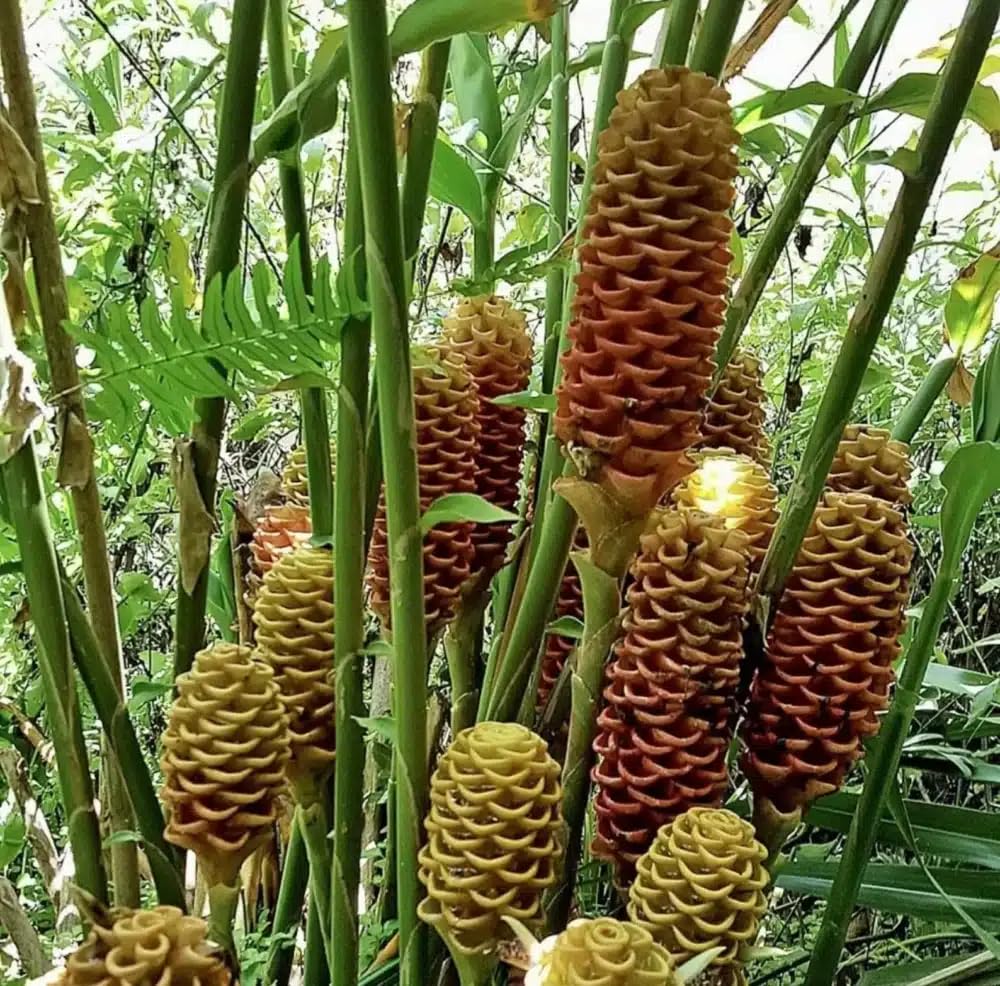 Live Plant - Pinecone Ginger (Zingiber zerumbet) Ornamental Live Plant 10β-20β