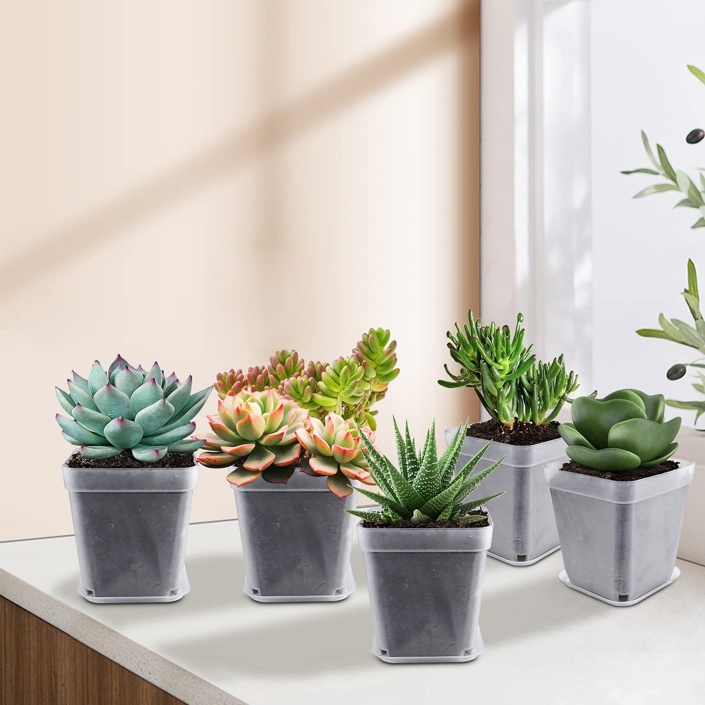 Business King Square Nursery Pots Plastic 28 pcs 3 inches with Saucers and Plant Labels Reusable Seedling Pots Frosted Starter Plant Pots Mini Planter for Indoor/Outdoor