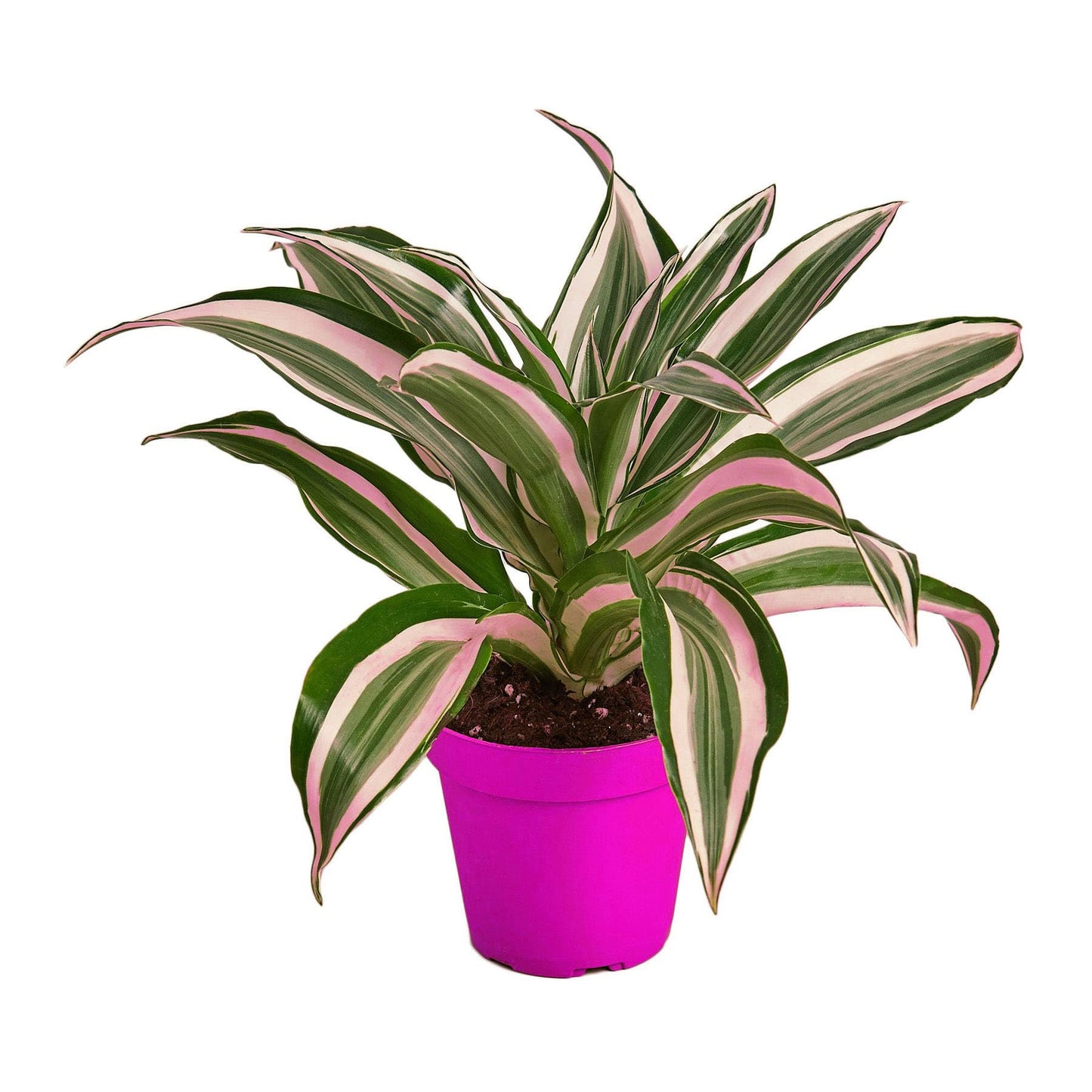 9 Pack Dracaena 'Warneckii White Jewel' - 4" Pot in 4in Pot - Live Tropical Houseplant - Easy to Grow | Air Purifying | Variegated | USA Growers | The Snobby Leaf
